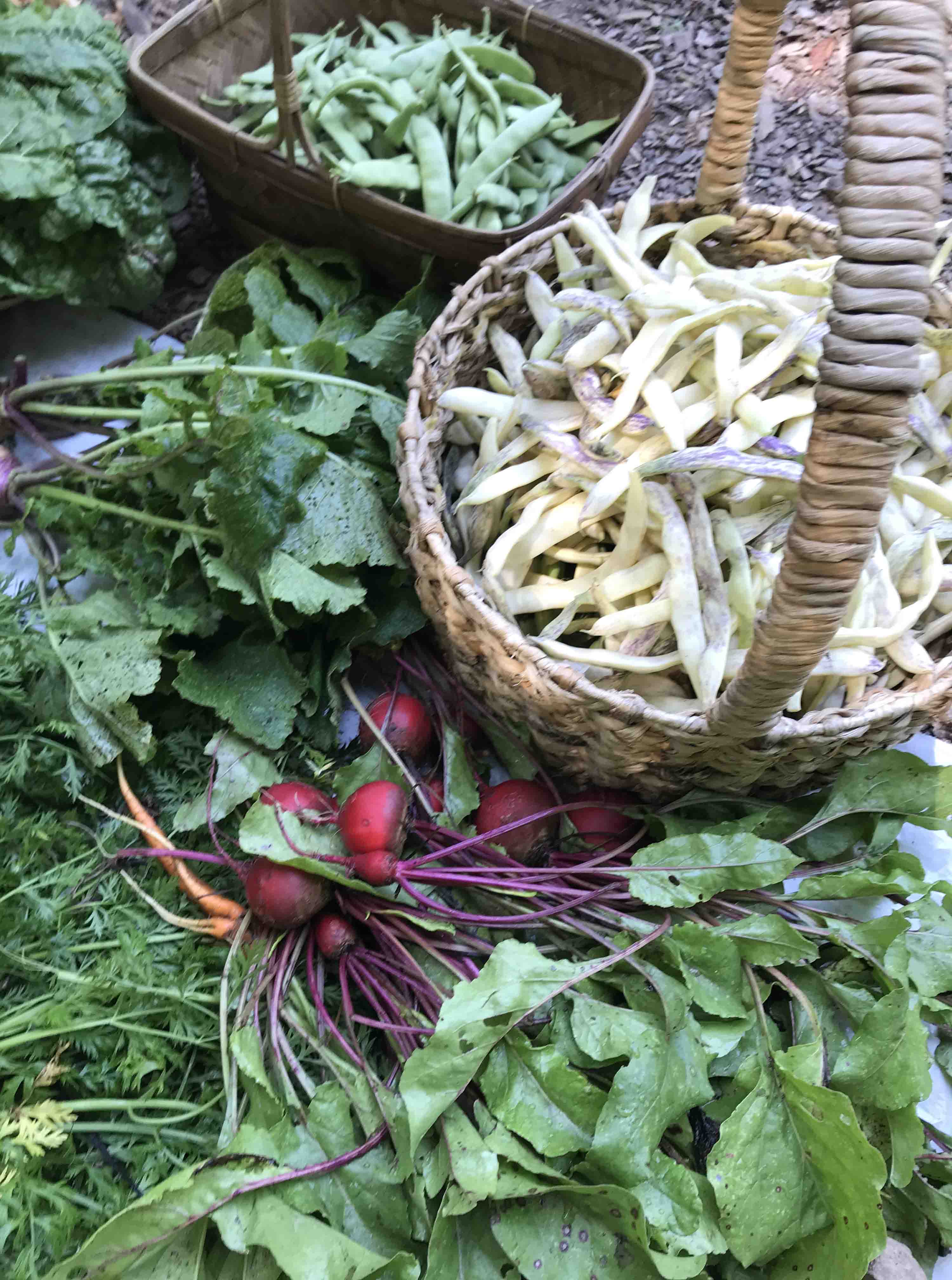Fresh bush beans legumes: Dragon Tongue (purple-streaked white) and Roma II (green)