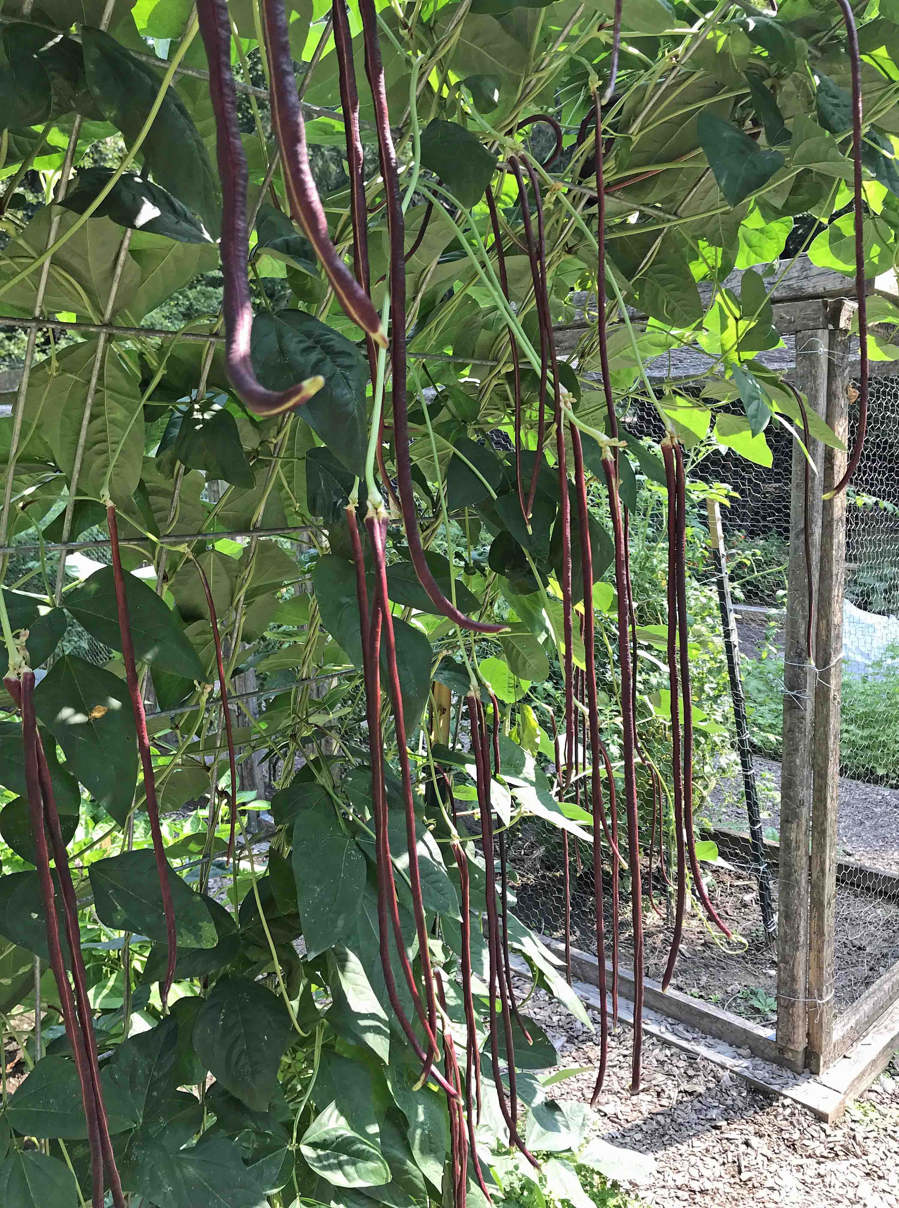 Red noodle beans on a trellis at the Organic Vegetable Garden at Potomac Overlook Regional Park