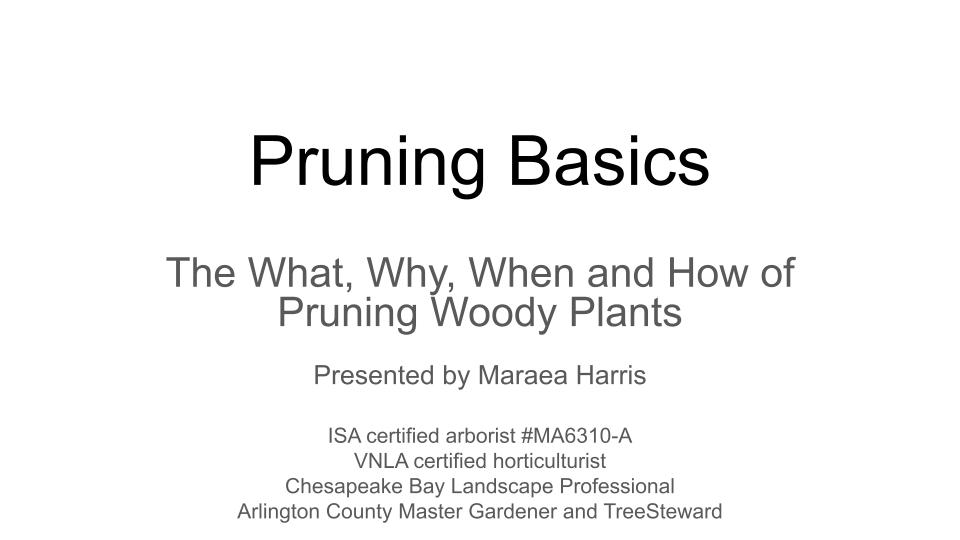 Pruning Basics cover slide