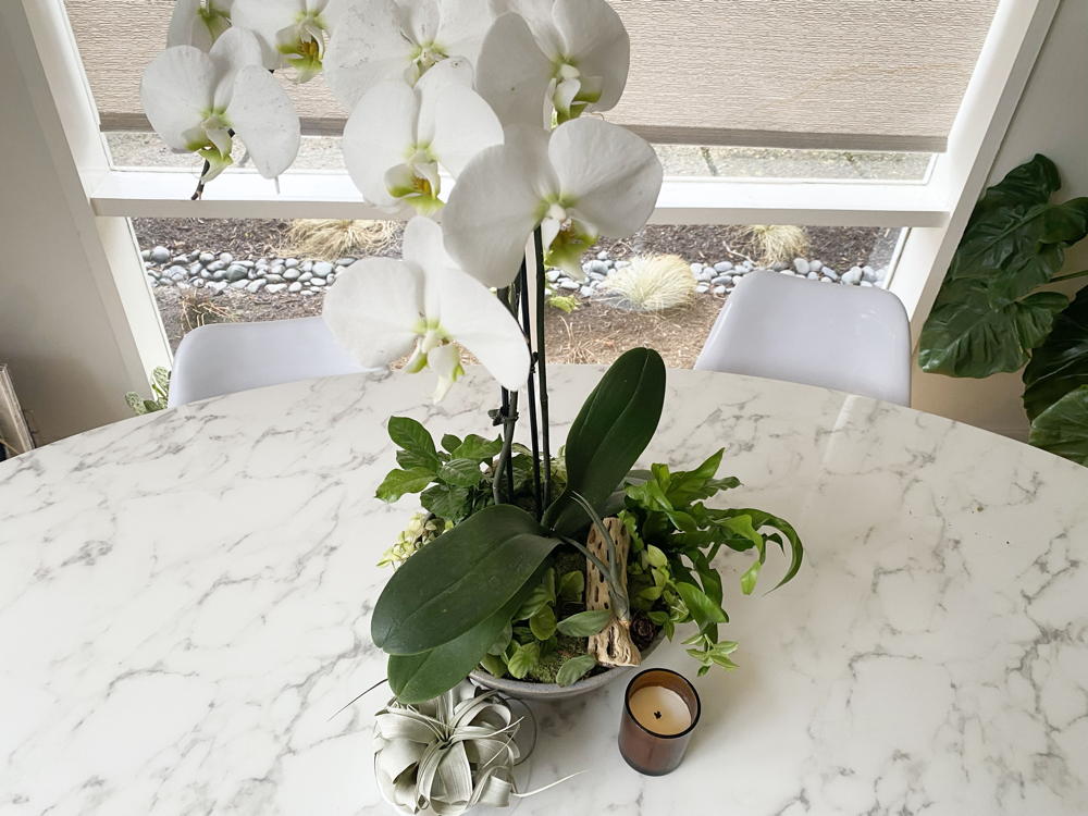 Orchid Display