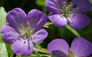 Geranium maculatum illustrates protandry.