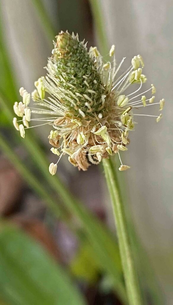 Plantago lanceolata illustrates protogyny.