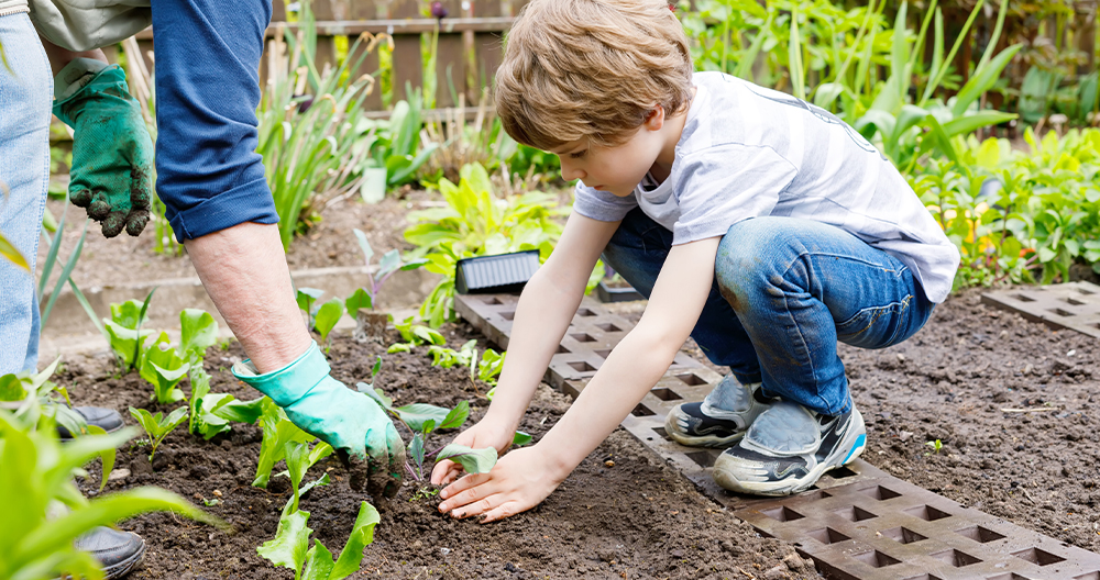 Preschool boy planting green salad in spring