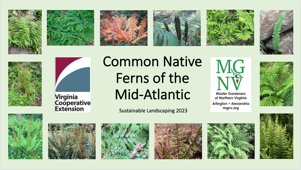 Common Native Ferns of the Mid-Atlantic