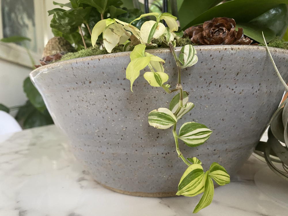 Figure 5: This tradescantia was divided into three pieces and planted symmetrically around the planter.