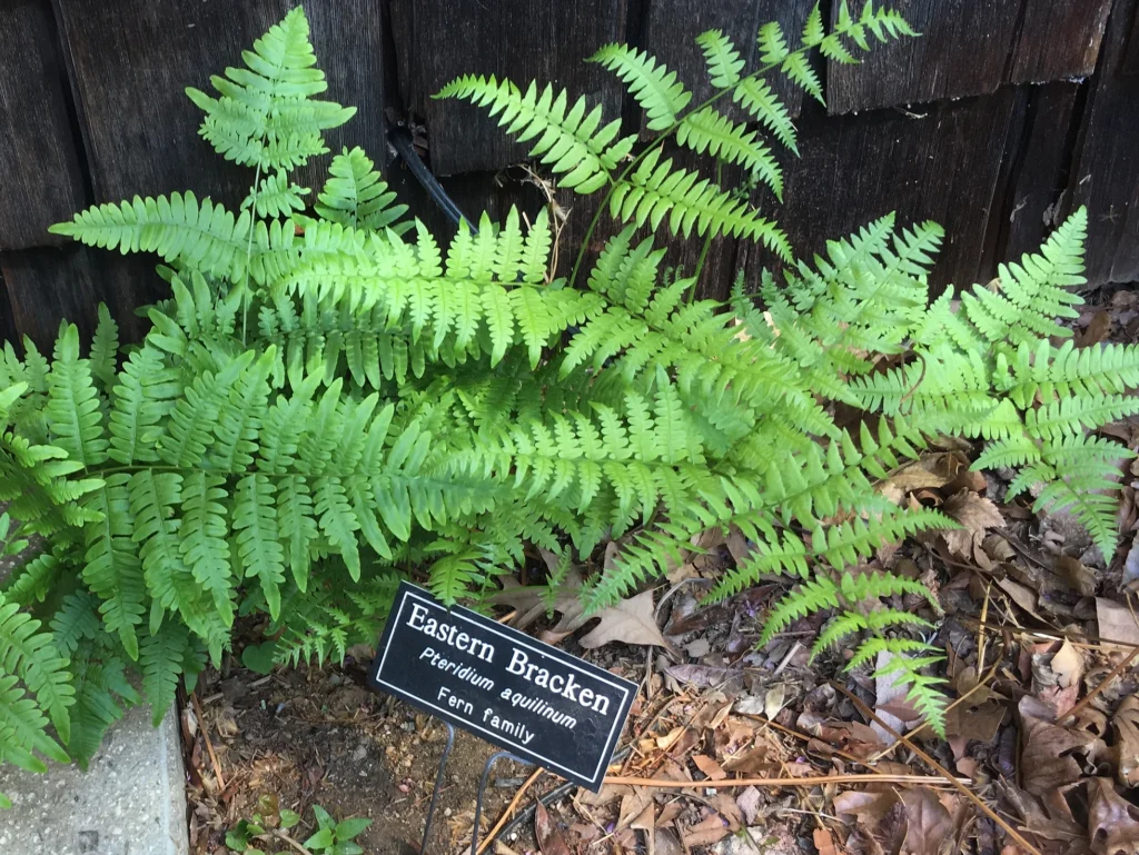 Bracken Fern (Pteridium aquilinum)