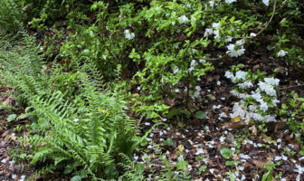 Polystichum_acrostichoides_in_Landscape-1_May