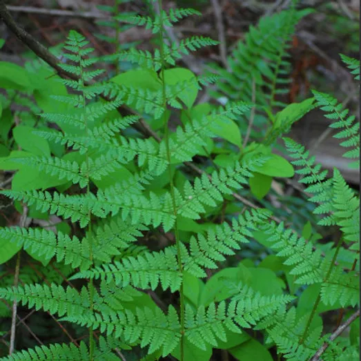 Evergreen Wood Fern (Dryopteris intermedia)
