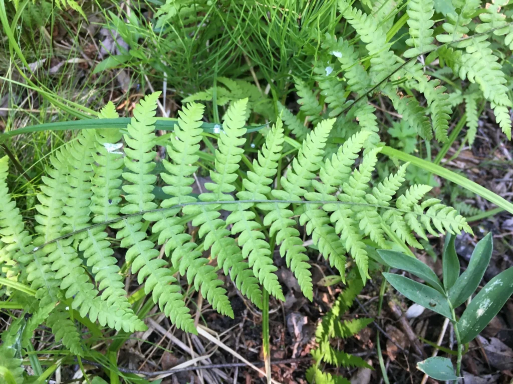 Marsh Fern (Thelypteris palustris)