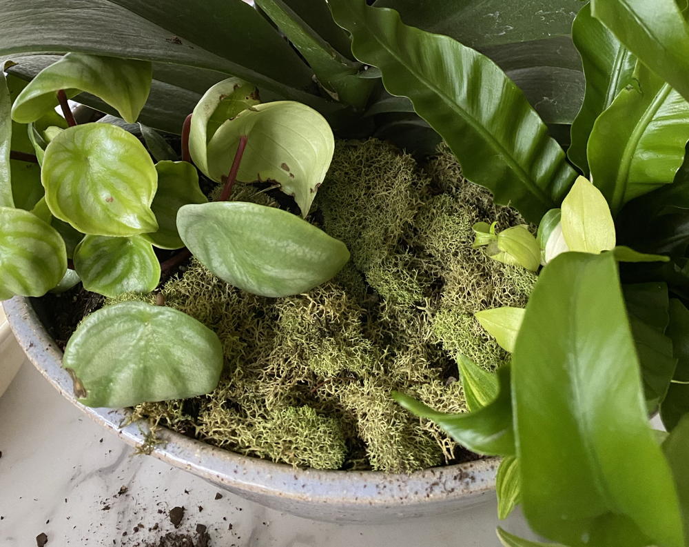 Plants with moss covering