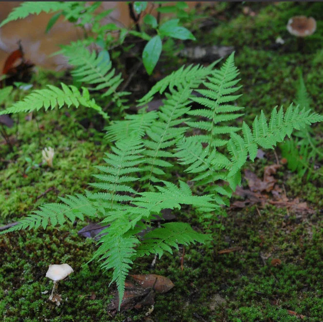 New York Fern (Parathelypteris noveboracensis)