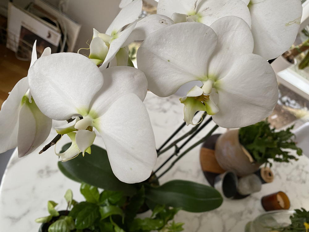 Orchid in bloom