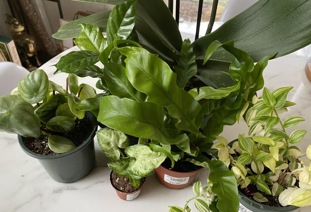 Combination of houseplants