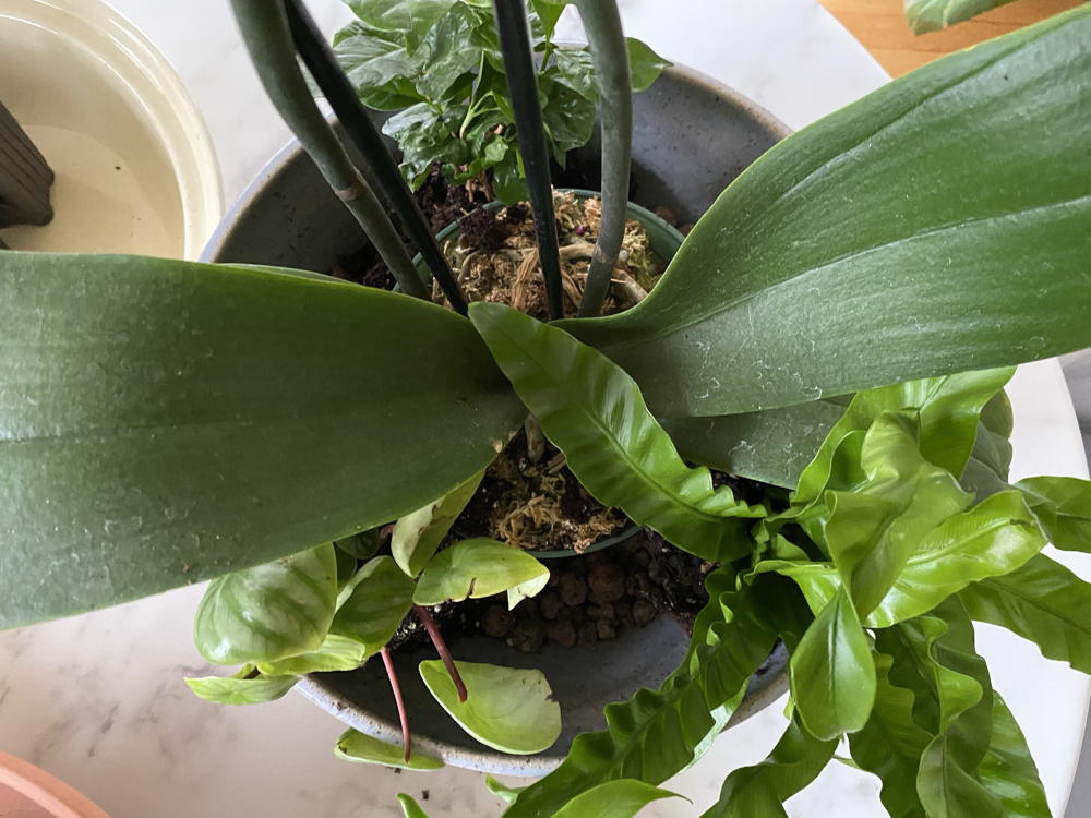 Figure 4: Leave blooming plants that might fade in their nursery pots. Once the bloom fades you can easily swap them out. Orchids also prefer moss or bark to standard soil, so this will allow the orchid's root system to stay separate in its own substrate.