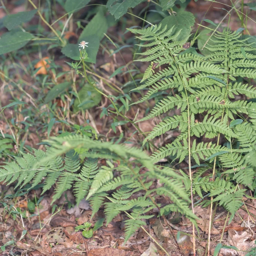Spinulose Wood Fern (Dryopteris carthusiana)