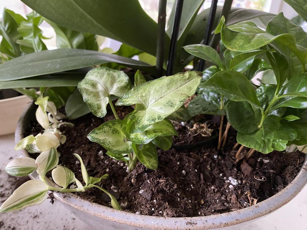 Plants without moss