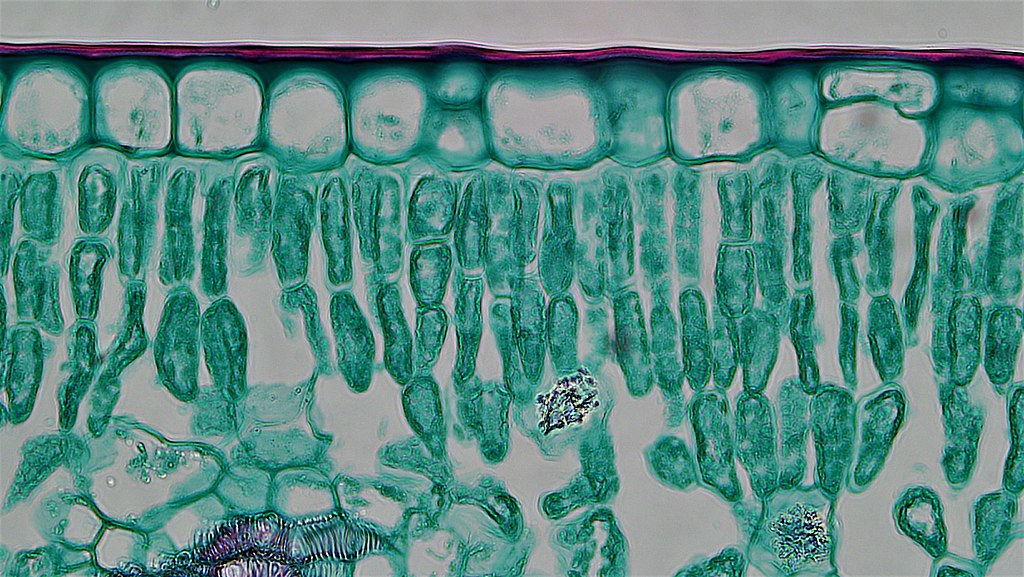Cuticle overlying upper epidermis of mesophyte leaf