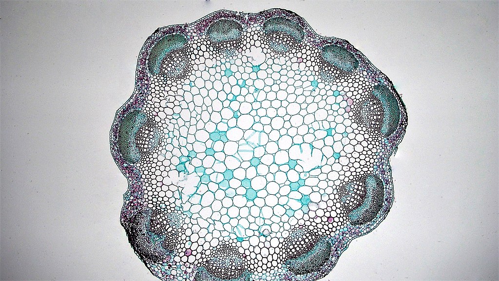 At the center of this older Trillium (clover) stem (a cross-section magnified 40x) is a large pith of starch-storing parenchyma cells. Image courtesy of Berkshire Community College Bioscience Image Library