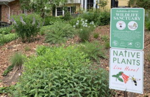 Yard with native plant signage