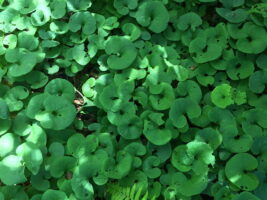 Asarum canadese (wild ginger) colony