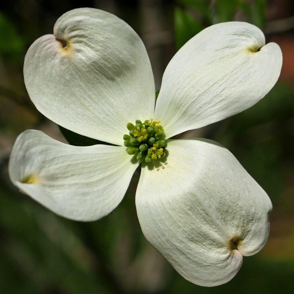 Cornus florida blooming in April.