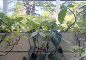 Philodendrons on window sill
