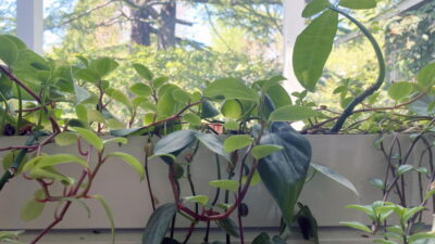 Philodendrons on window sill