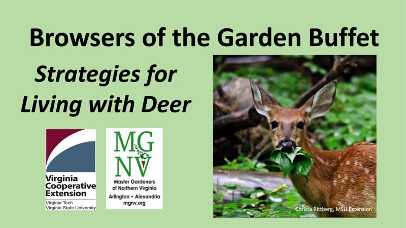 Title Slide Browsers of the Garden Buffet