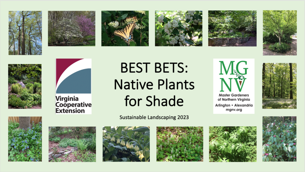Best Bets: Native Plants for Shade