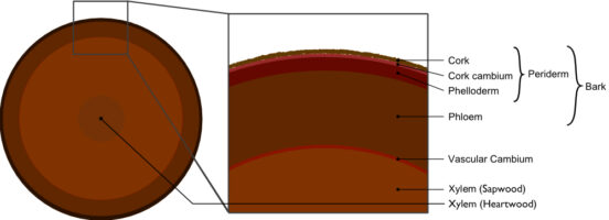 Woody plants start their lives as herbaceous plants with an epidermis. As woody plants grow, this outer protective tissue is replaced by the periderm as shown in this cross-section of a common tree trunk. Phloem delivers and stores foodstuffs throughout the tree, while vascular cambium gives rise to new cells that increase the tree's girth. Xylem sapwood conducts water and minerals from roots to crown and the heartwood forms the tree's central support column. From an original image courtesy of Brer Lappin