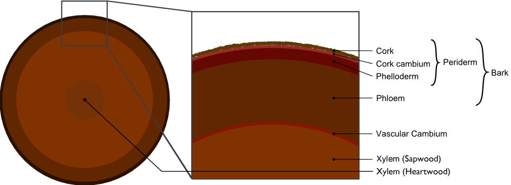 Woody plants start their lives as herbaceous plants with an epidermis. As woody plants grow, this outer protective tissue is replaced by the periderm as shown in this cross-section of a common tree trunk. Phloem delivers and stores foodstuffs throughout the tree, while vascular cambium gives rise to new cells that increase the tree's girth. Xylem sapwood conducts water and minerals from roots to crown and the heartwood forms the tree's central support column. Original image courtesy of Brer Lappin