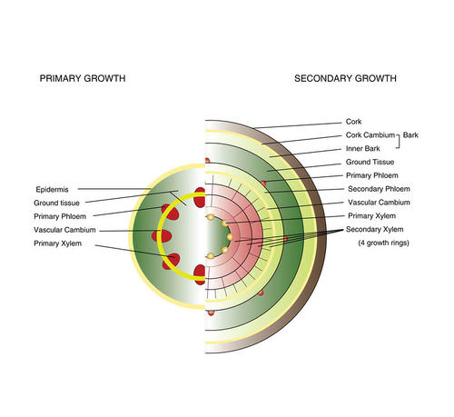 Primary and Secondary Growth in Woody Stems: Image © CK-12