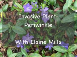 invasive plant - periwinkle