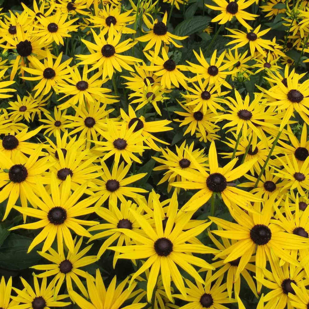 Rudbeckia fulgida var. sullivantii at the Royal Botanic Garden Edinburgh. Photo courtesy of Alex Liivet