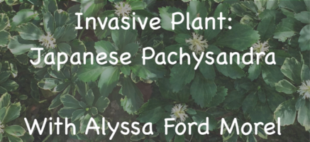 Invasive Plant: Japanese Pachysandra with Alyssa Ford Morel