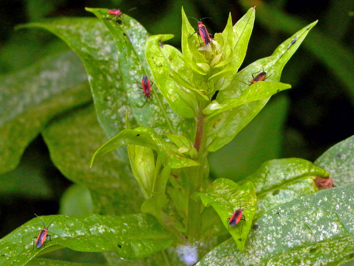 Phlox plant bugs and powdery mildew on Phlox paniculata.