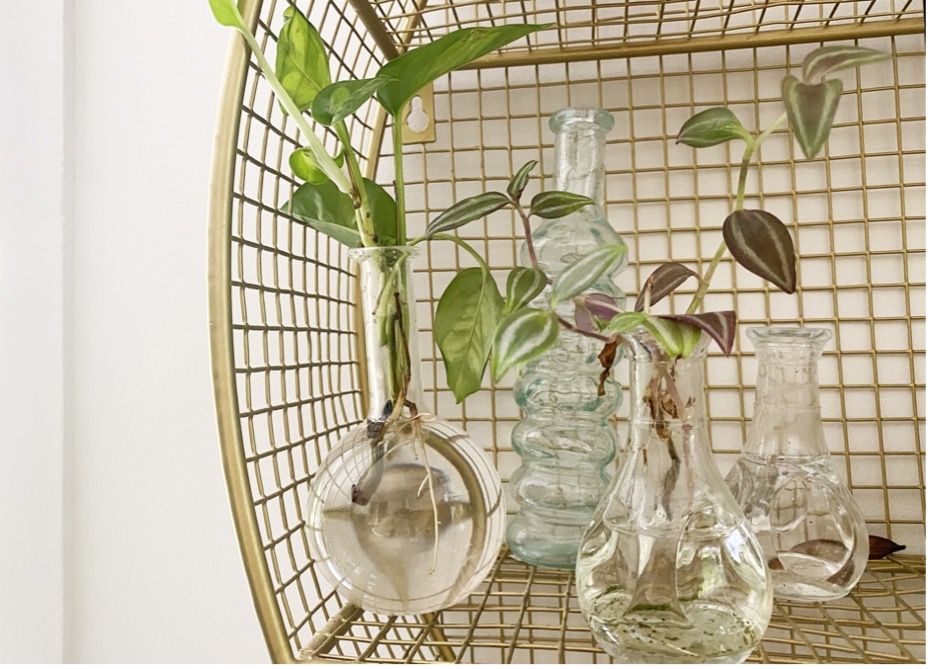 Collection of vases with cuttings propagating in water