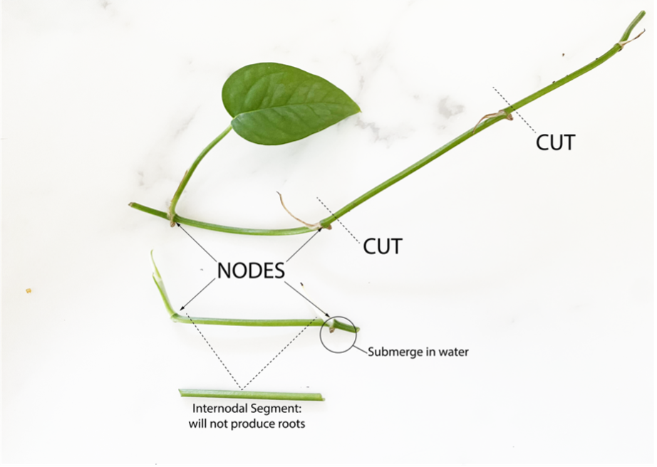 Diagram of cutting