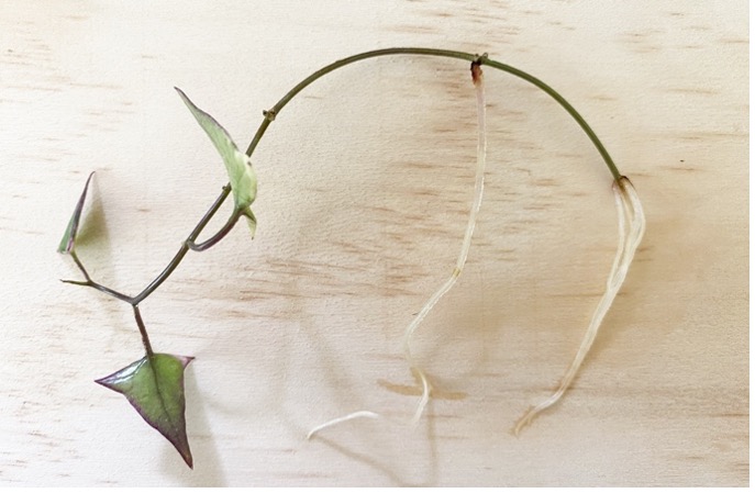 Cutting with roots propagated in water