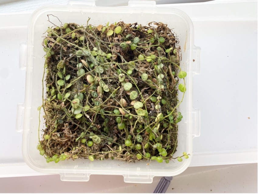 Propagating in container