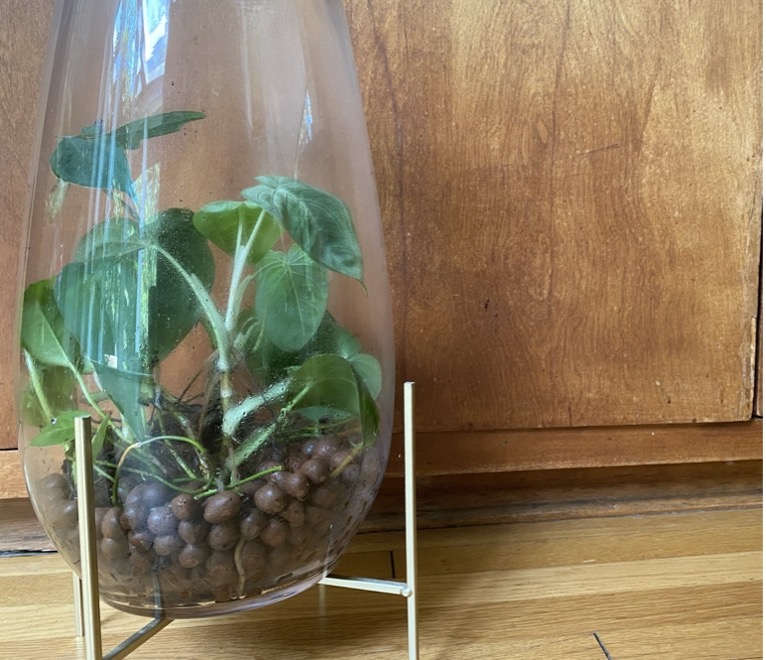 Propagating cuttings in leca