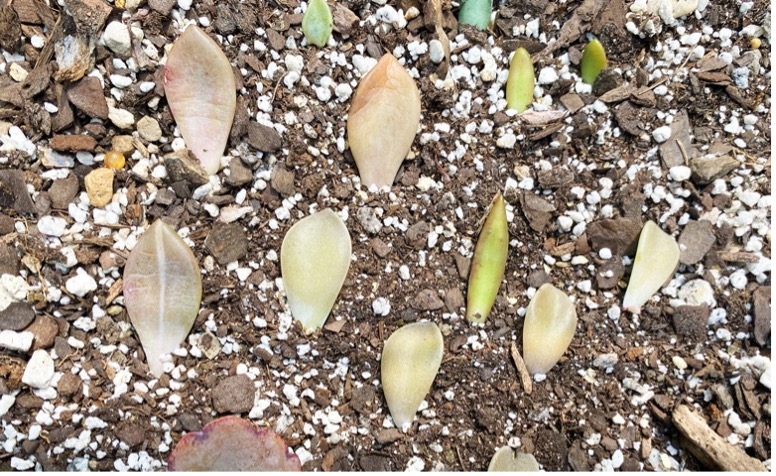 Propagating succulents from leaves in soil