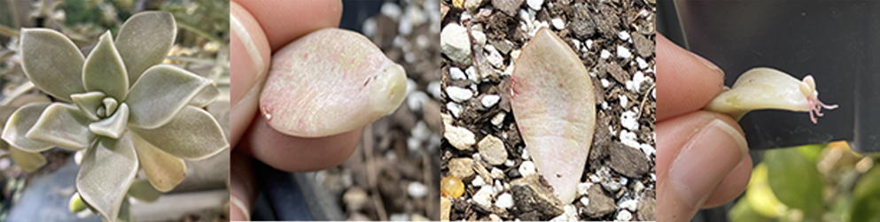 Succulent leaves collage - plant, leaf, leaf with tiny roots. 