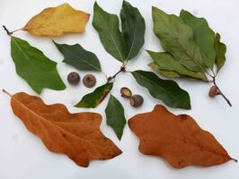 Hybrid Quercus x heteropylla (Bartram oak)