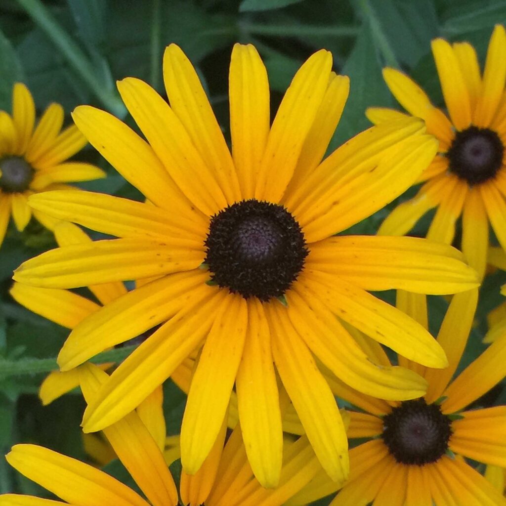 Rudbeckia fulgida (Orange Coneflower) flowers in July