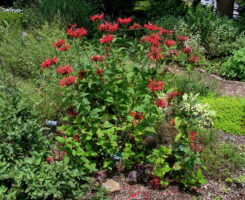 A clump of bright red Monarda didyma (Scarlet Beebalm, Oswego Tea) flowers are surrounded by the greenery of other garden plants along a winding, mulched path.