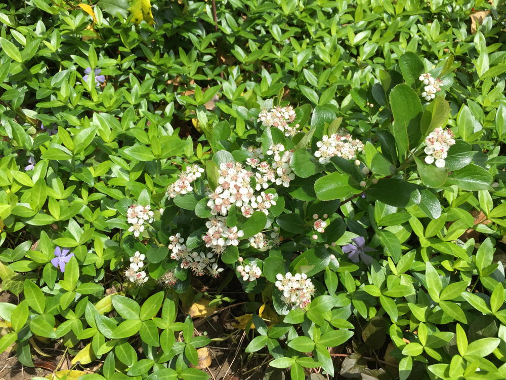 Aronia melanocarpa 'Low Scape Mound'  (black chokeberry)