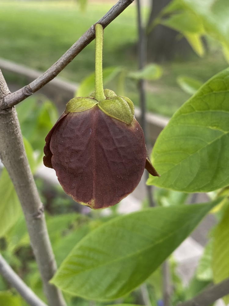 pawpaw (Asimina triloba) flower