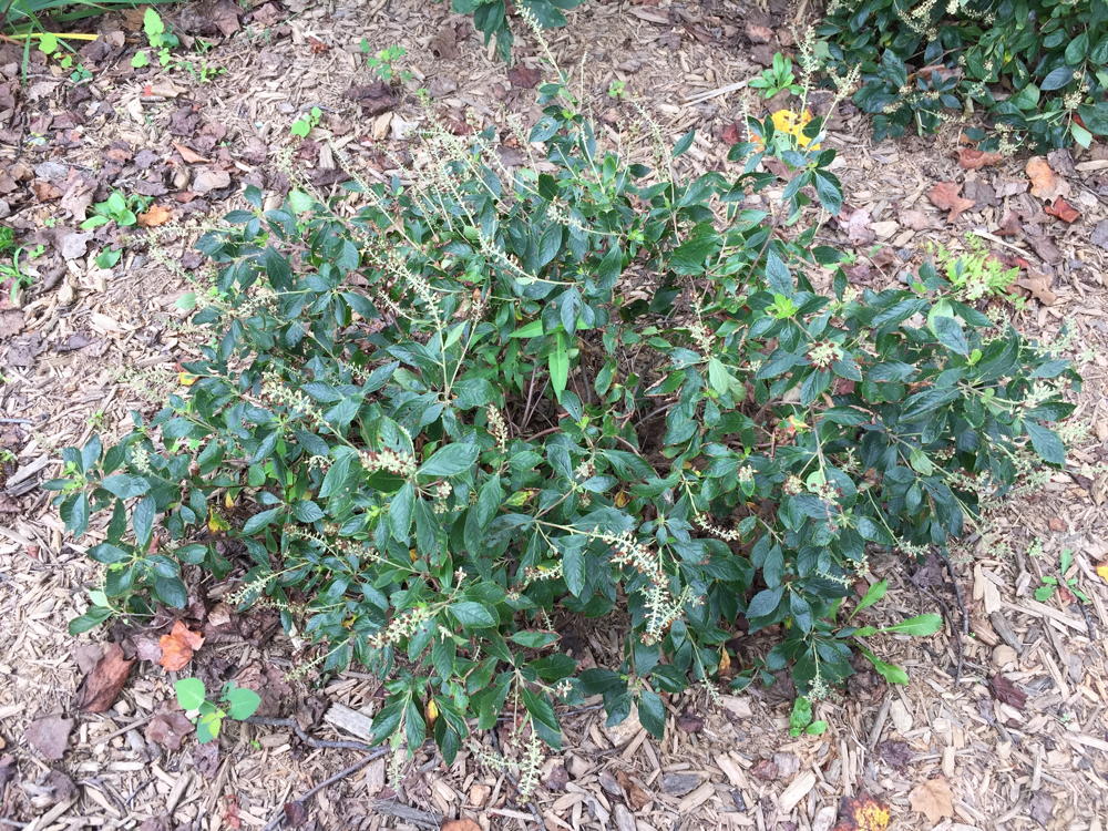 Clethra alnifolia 'Hummingbird' (sweet pepperbush)
