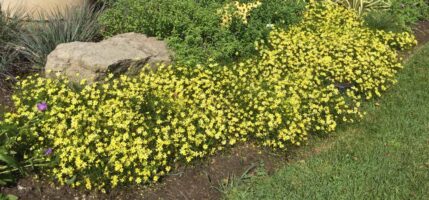 Sterile cultivar Coreopsis verticillata 'Moonbeam,' blooming en masse.